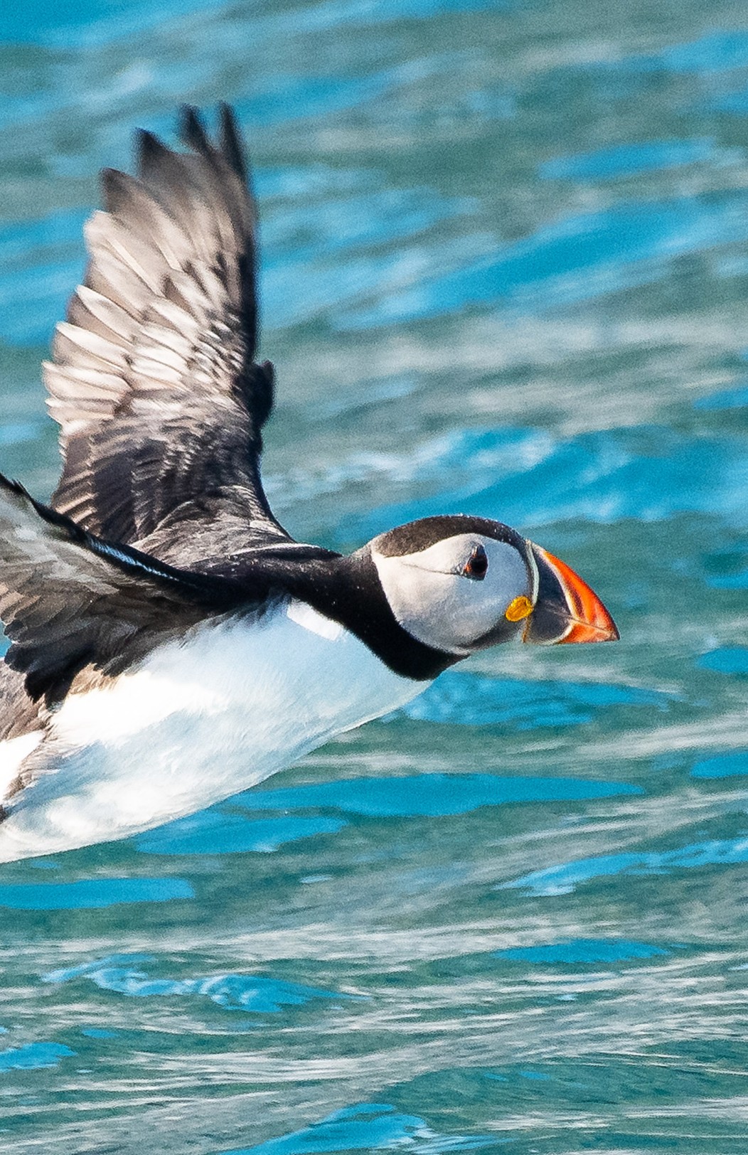 Wildlife cruise in Scotland